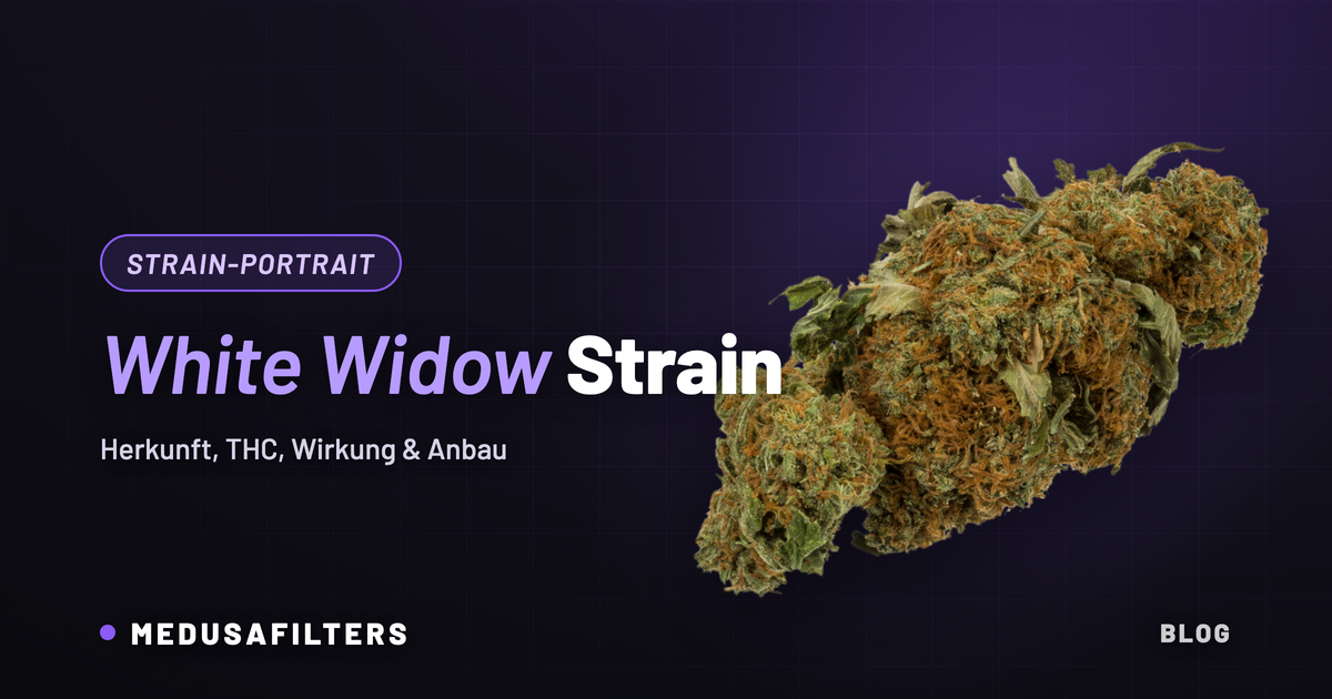 White Widow Strain: getrocknete, harzige Cannabisblüte mit orangen Härchen vor dunklem Medusafilters-Hintergrund