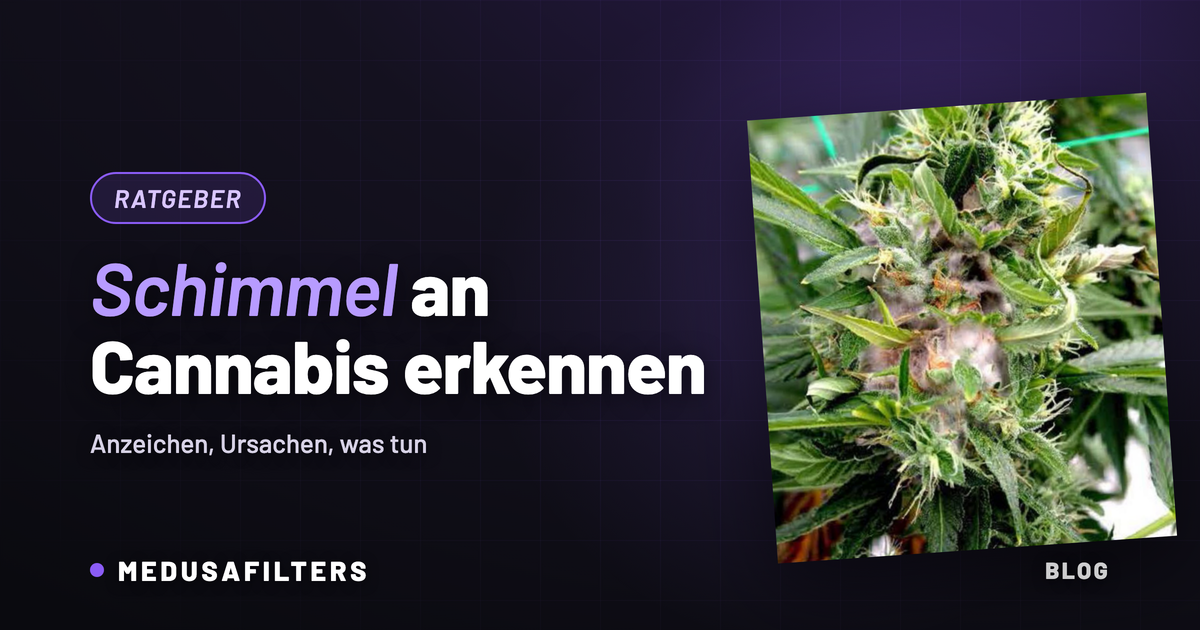 Schimmel an Cannabis erkennen: Grauschimmel als grauer Flaum im Inneren einer Cannabisblüte