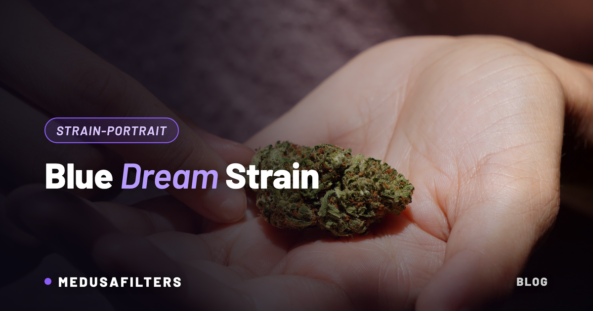 Blue Dream Strain: getrocknete Cannabisblüte in einer offenen Hand