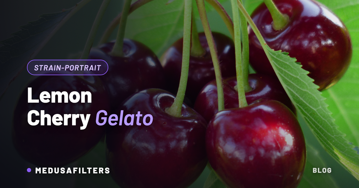 Lemon Cherry Gelato Strain: reife rote Kirschen am Zweig als Symbol für das Kirsch-Zitronen-Aroma der Sorte