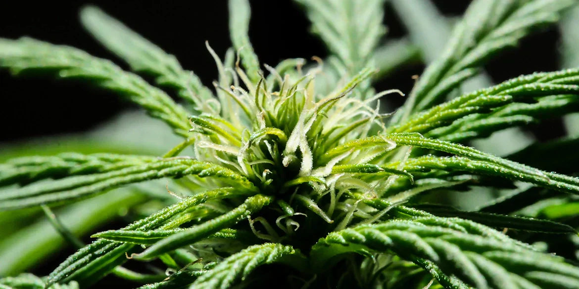 Durban Poison Cannabis