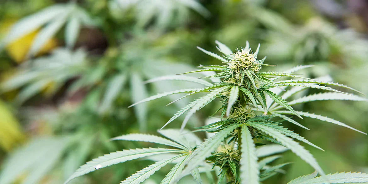 Bubba Kush: Warum dieser legendäre Indica Strain bis heute überzeugt