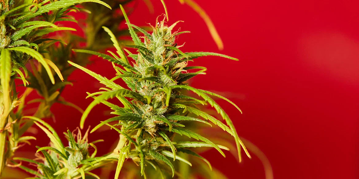Cherry Pie Strain: Zwischen fruchtigem Aroma und tiefer Entspannung