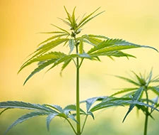 stängel der hanfpflanze funktion junge pflanze