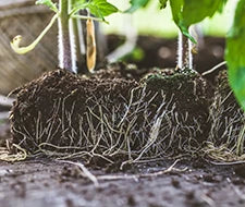 wurzeln von pflanzen hanf anbauen