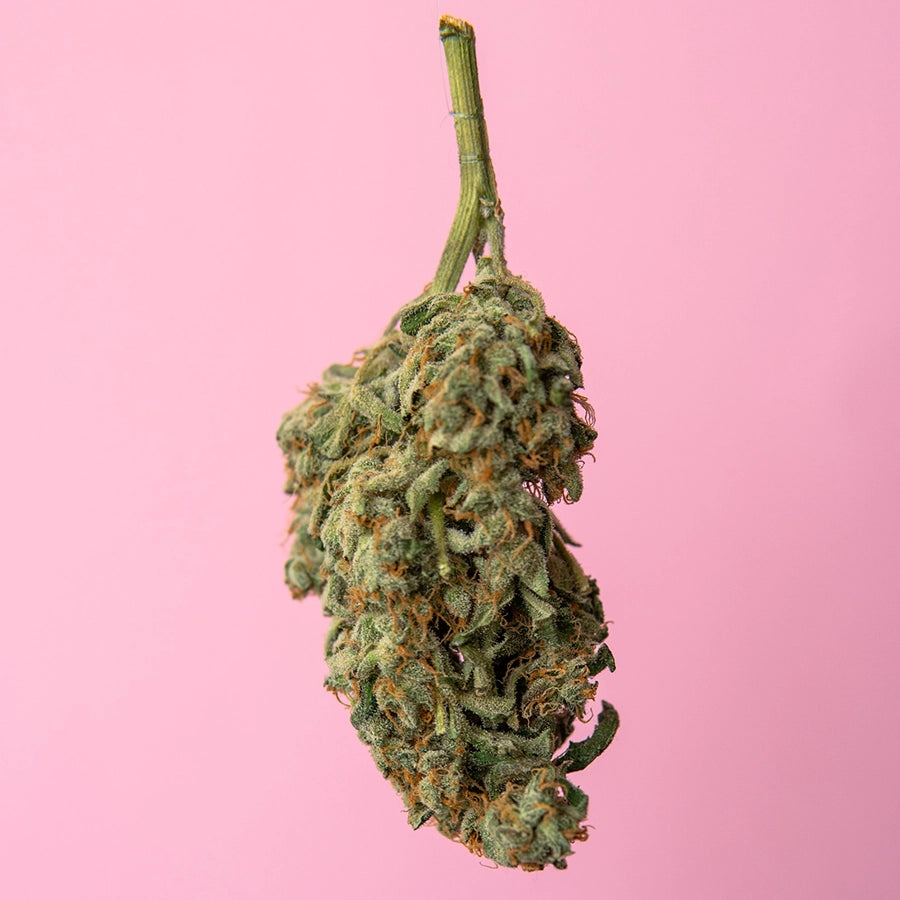 Cannabissorte Girl Scout Cookies Strain