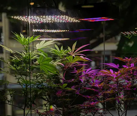 Cannabispflanze mit Beleuchtung