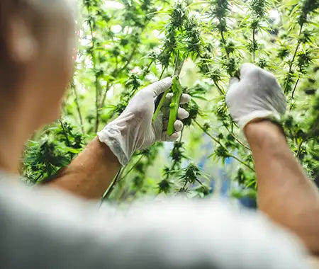 Cannabispflanze zuschneiden