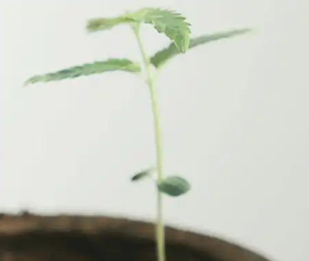 Cannabis Setzling