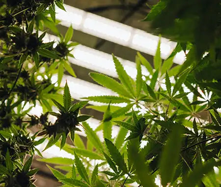 Cannabispflanzen unter Lichtern
