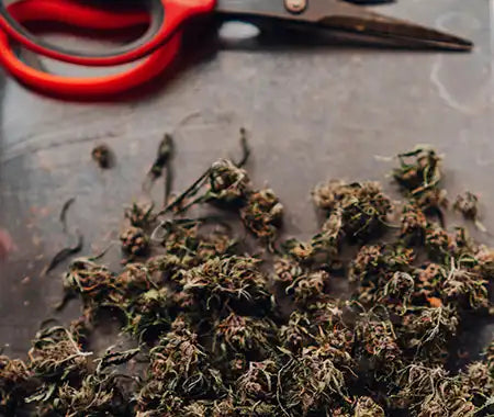 Getrocknetes Cannabis
