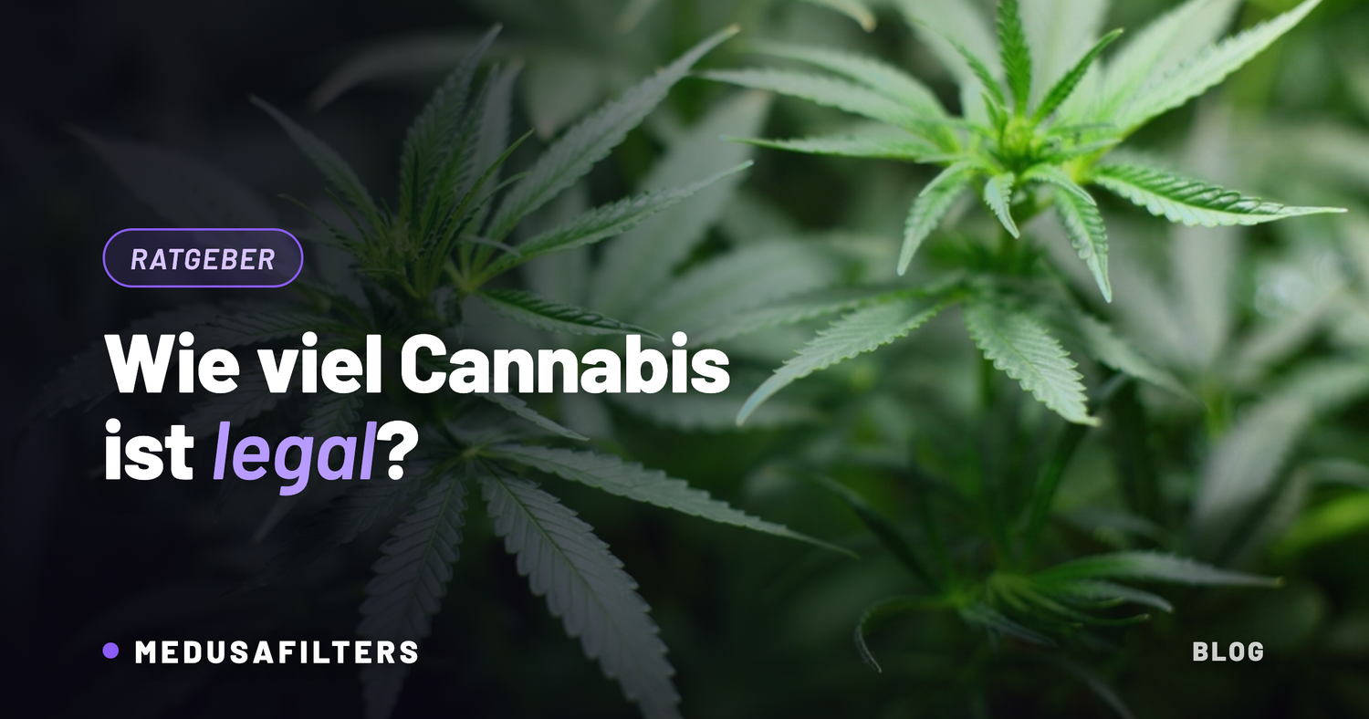 Cannabispflanzen im Detail – wie viel Cannabis darf man 2026 besitzen