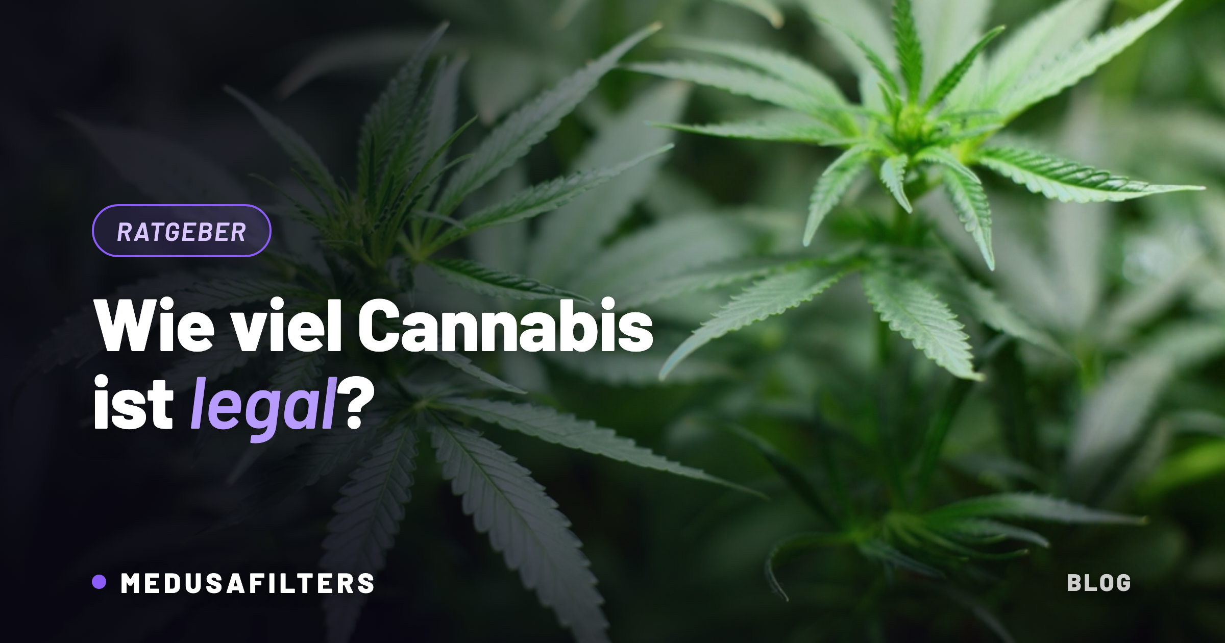 Cannabispflanzen im Detail – wie viel Cannabis darf man 2026 besitzen