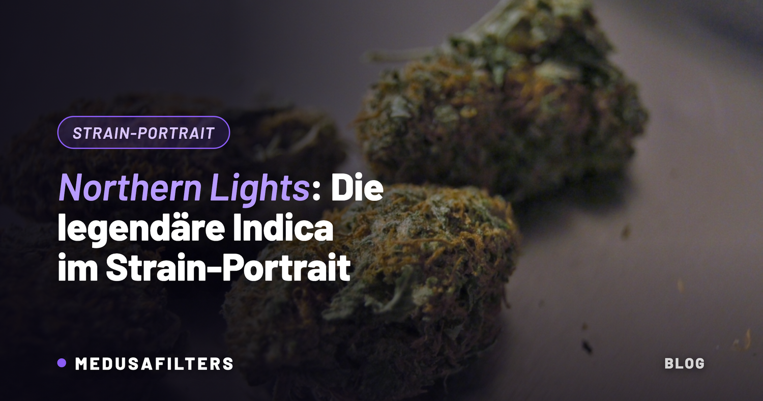 Northern Lights Cannabis-Blüten in Nahaufnahme, Strain-Portrait Medusafilters Blog