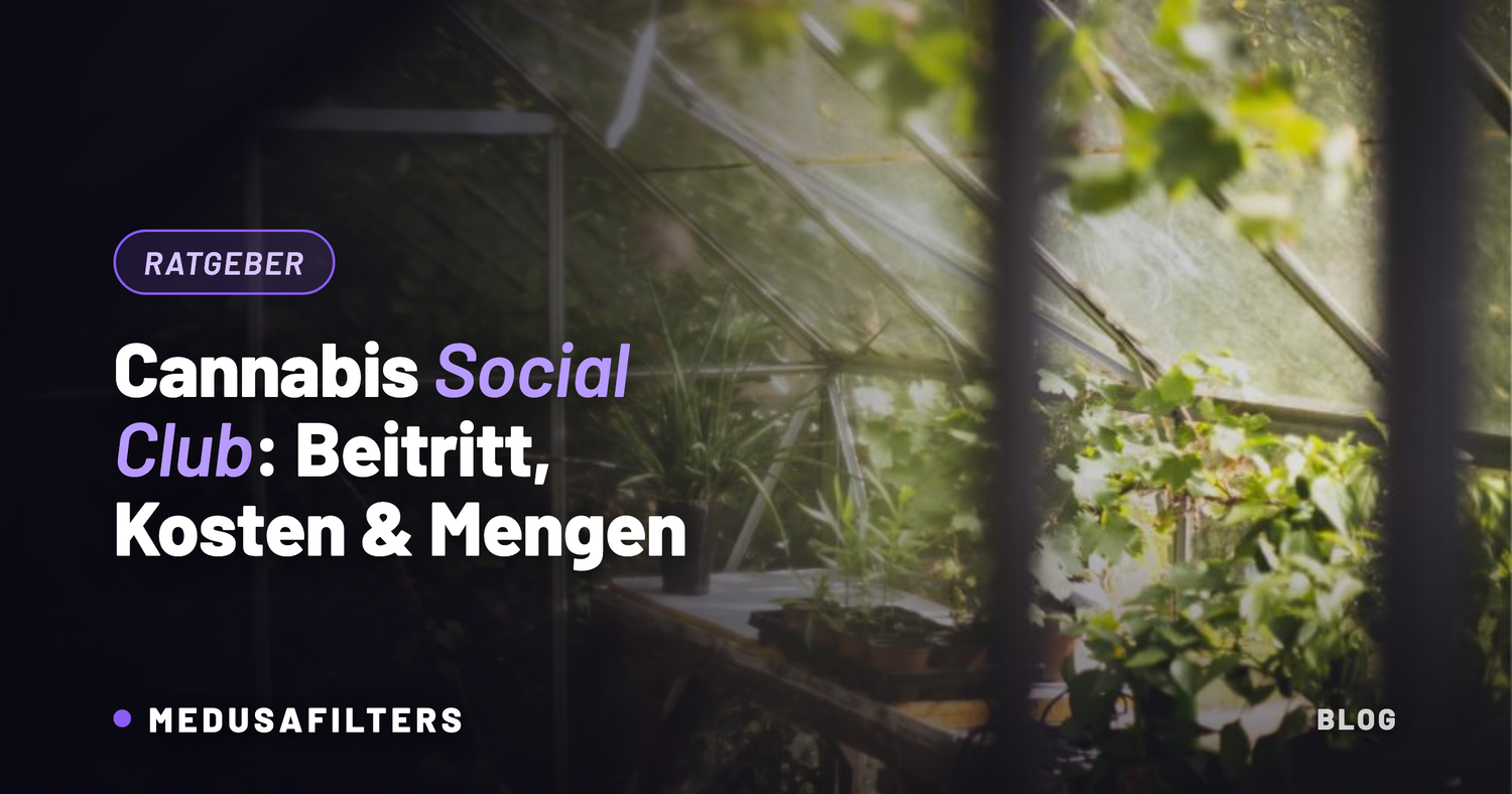 Gewächshaus mit jungen Pflanzen als Symbolbild für den gemeinschaftlichen Anbau im Cannabis Social Club