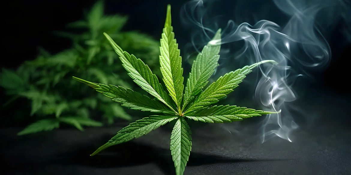 cbd 420 kiffen cannabis cannabinoide medusafilters
