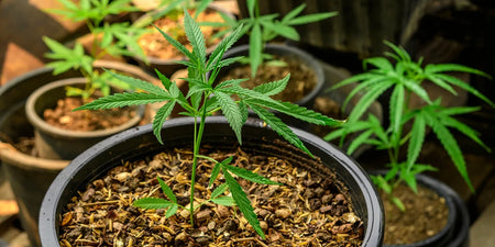 Endlich Hanf anbauen – Alles über den Anbau von Cannabis bei dir zu Hause image