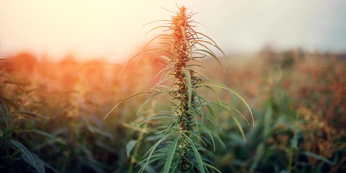 cannabis ernten selber züchten hanfpflanzen