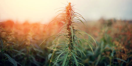 Do-it-yourself: This is how you can harvest cannabis yourself image