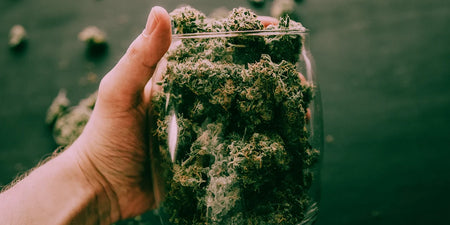 Beste Ergebnisse wie aus dem Coffeeshop - Cannabis fermentieren image
