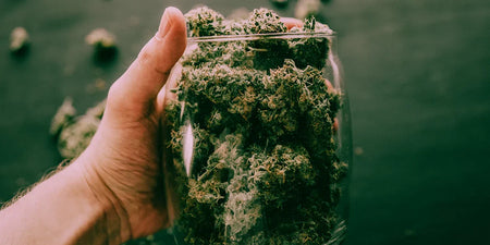 Best results like from the coffee shop - fermenting cannabis image