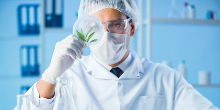 Die Cannabis Pflanze - Alles, was du über Hanf wissen musst image