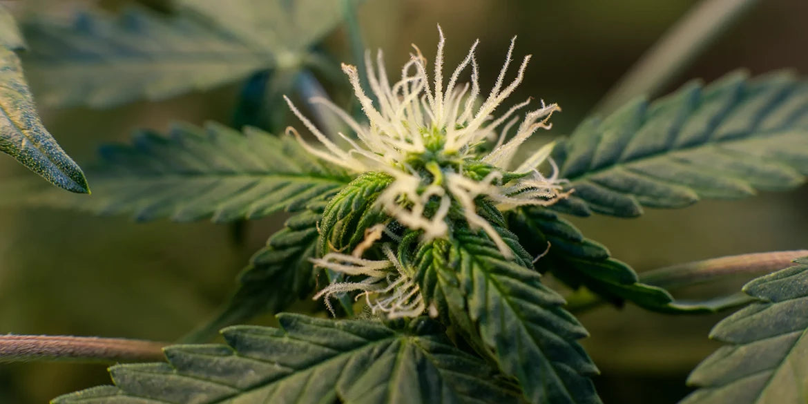 cannabisblüte cbd joint marihuana