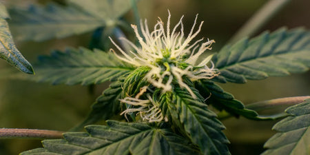 Cannabis flowers at a glance image