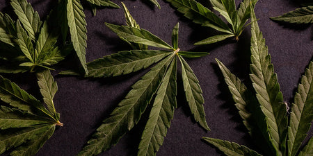 Alles Wissenswerte über Cannabis Sorten image