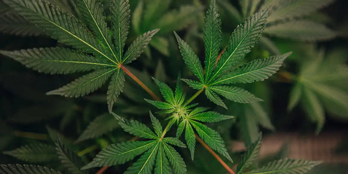 Cannabispflanze: Sour Diesel