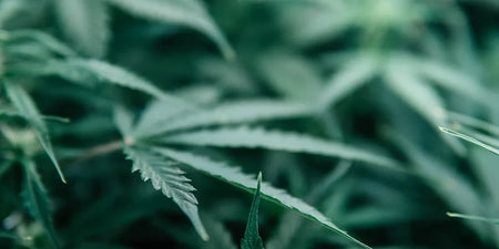 CBD vs. THC – What’s the difference? image