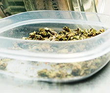cannabis gras beobachten und dauer haltbarkeit