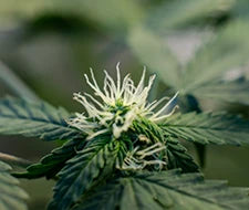 blütephase von hanf cannabispflanze sorten