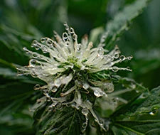 cannabis blüte weibliche blüte hanfpflanze