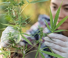 cannabis ernten und trocknen hanf pflanze selber anbauen