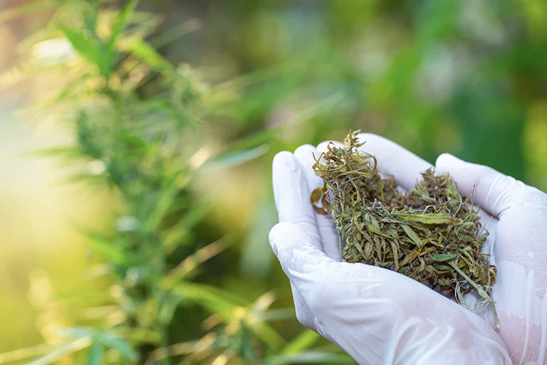 cannabis ernten pflanze landwirtschaft gras züchten anleitung