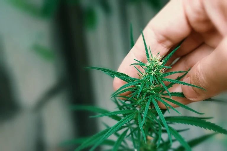 cannabis hanf pflanze ernte und beginn indoor saison