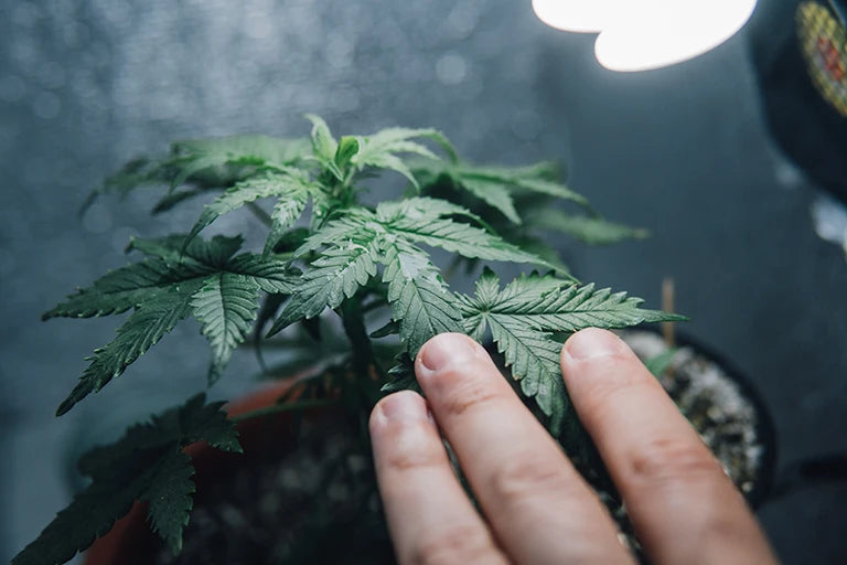 cannabis anbau pflanze anbauen und ernten zu hause
