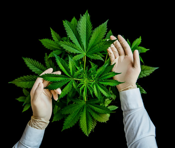 cannabis blüte hybrid mix 