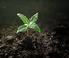 hanf pflanze cannabis kleine pflanze keimung