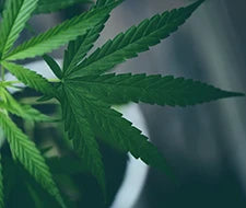 sativa cannabis hanf joint cbd marihuana