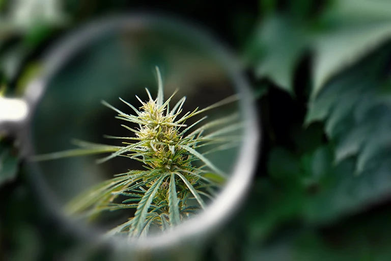 unterschied blüten cannabis weibliche und männliche blüten untersuchen