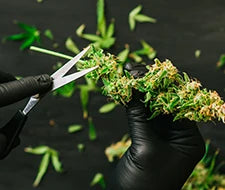 verarbeitungstechniken cannabis gras hanf für frisch halten qualität