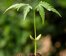 hanfpflanze kleine pflanze cannabis wachstum pflege
